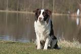 BORDER COLLIE 1440